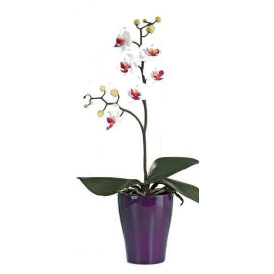 ORCHIDEJ orchidej 40
