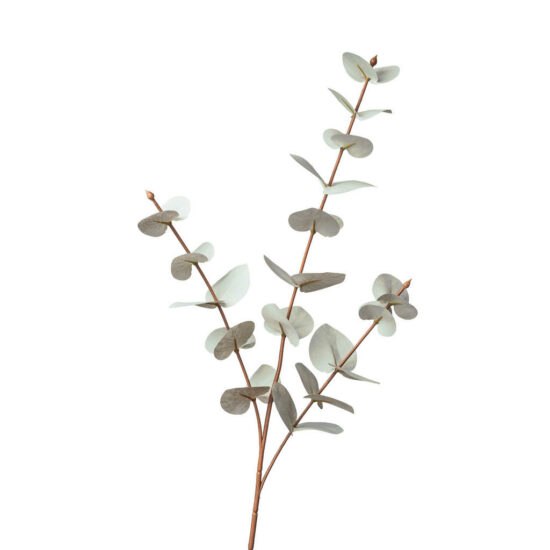 UMĚLÁ ROSTLINA eukalyptus/blahovičník 68