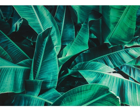 Obraz na plátně Tropické listy